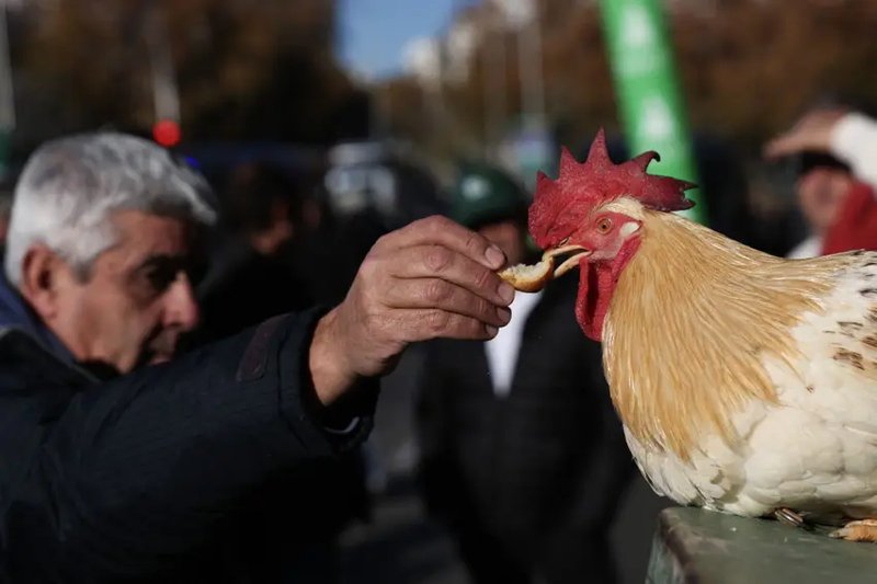 Introduction to chicken road oficial